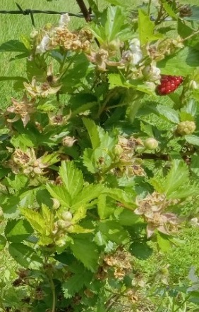 Roots, Shoots, Fruits & Flowers: Bean Sunscald, Ailing Magnolia, & Blackberry Anthracnose